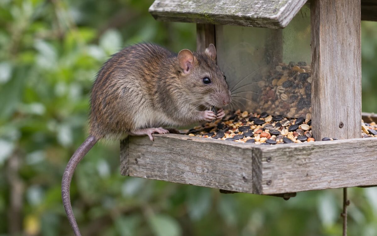 A rat perched on a wooden backyard bird feeder, eating seed from the tray