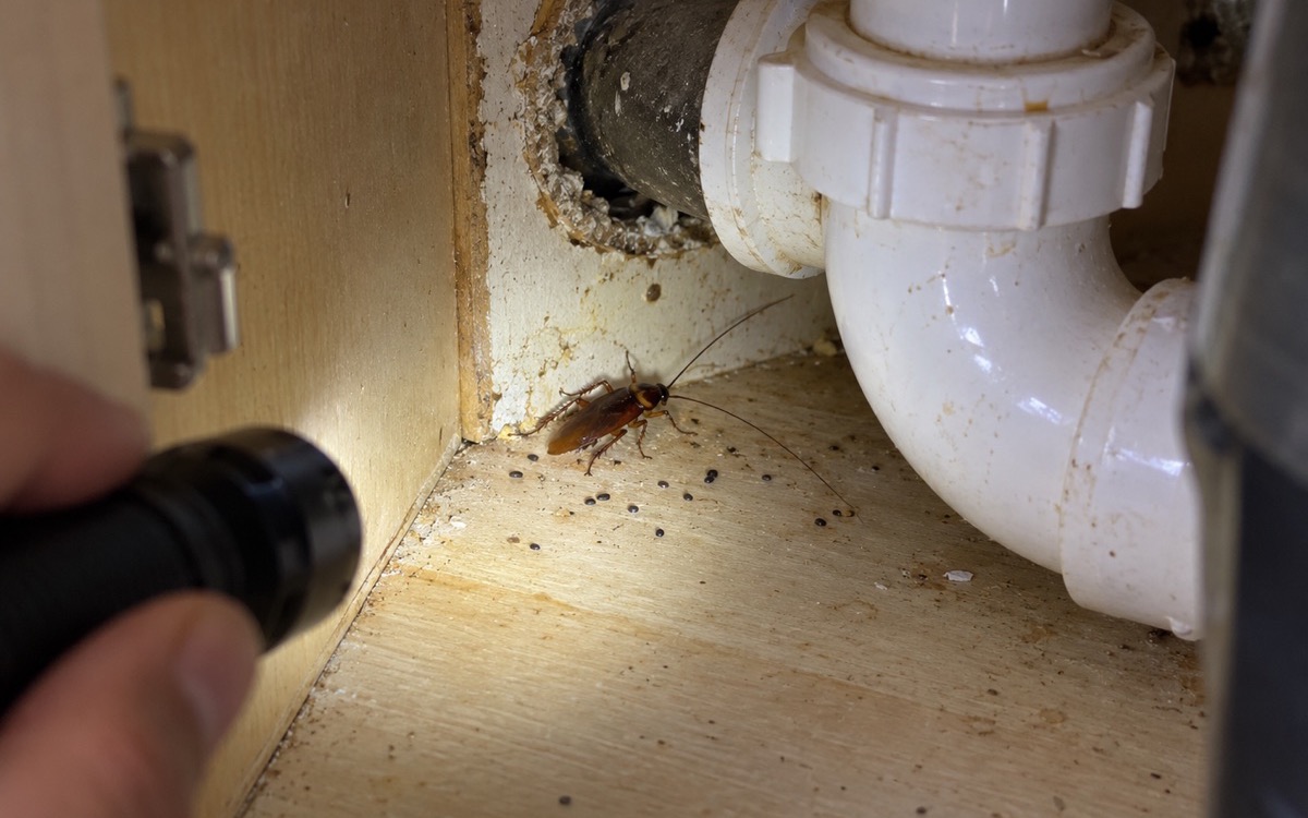 A flashlight illuminating a cockroach and signs of pest activity in an under-sink cabinet