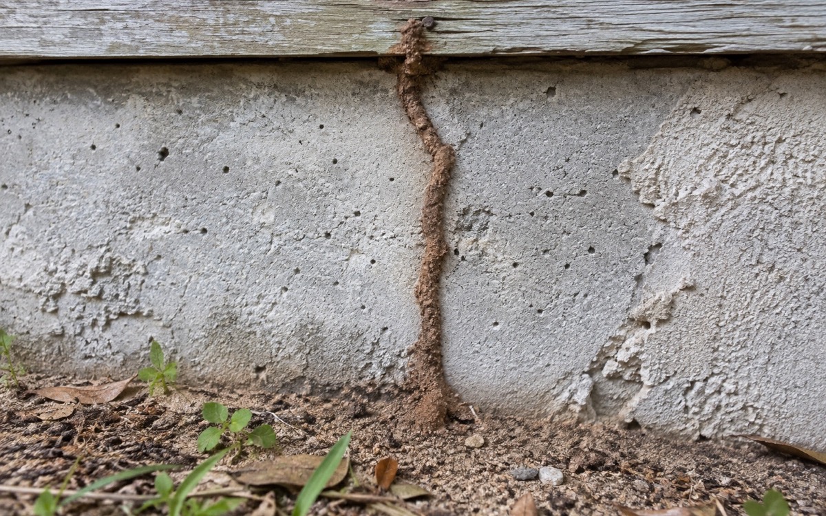 A termite mud tube climbing a concrete foundation toward a wooden sill