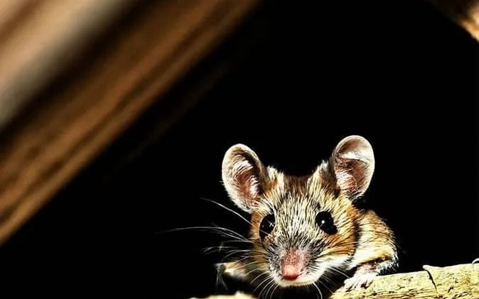 A mouse peering out from between attic rafters