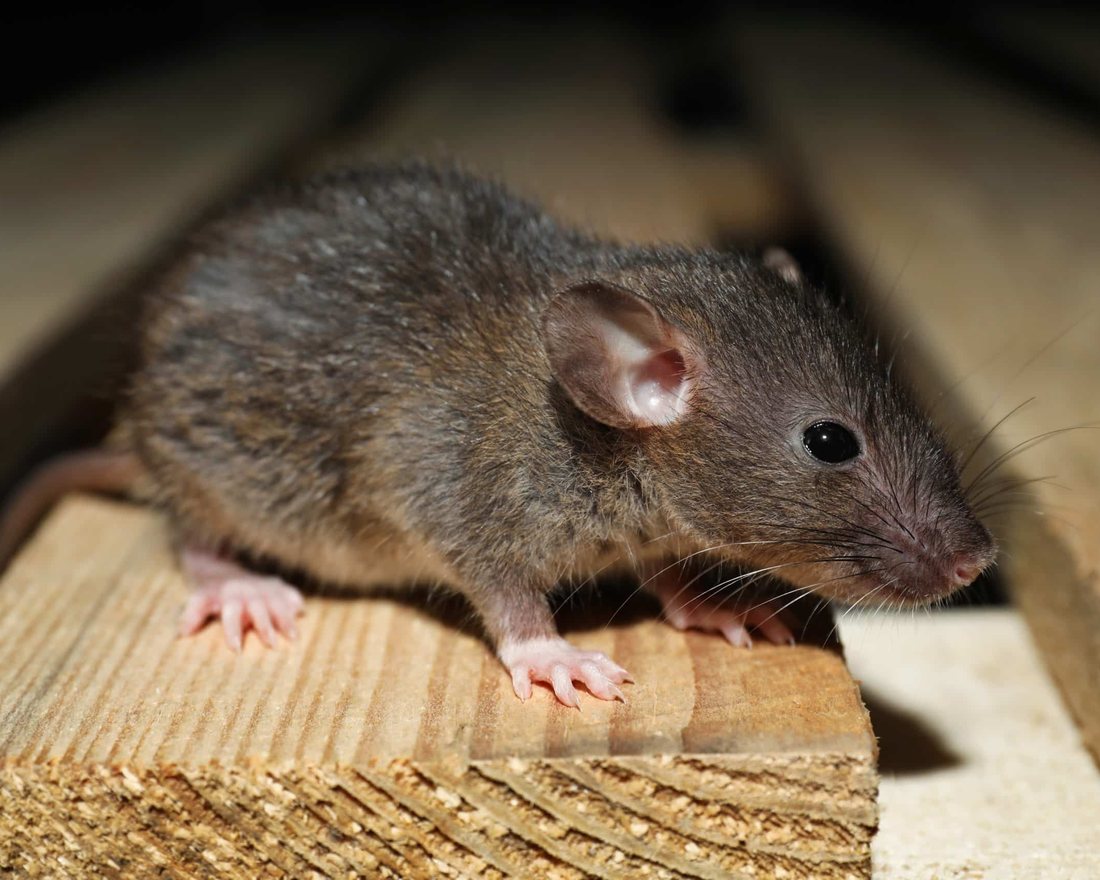 A rat on a wooden beam inside an attic space