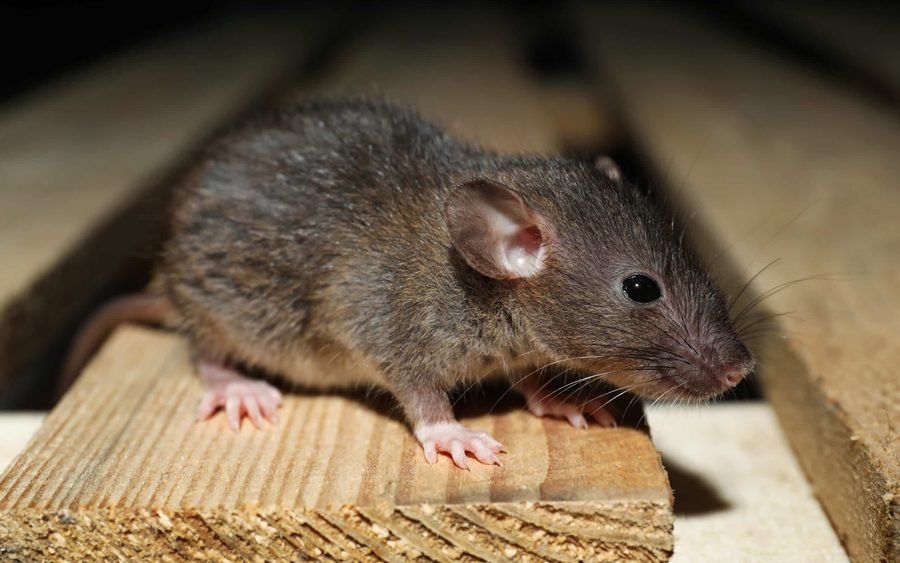 A rat in an attic space